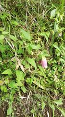 Campanula punctata hondoensis