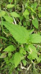 Campanula punctata hondoensis