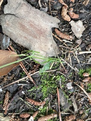 Hygroamblystegium humile
