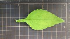 Campanula punctata hondoensis