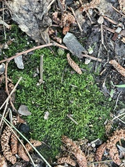 Hygroamblystegium humile