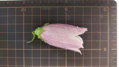 Campanula punctata hondoensis