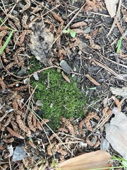 Hygroamblystegium humile