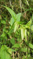 Campanula punctata hondoensis