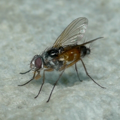 Cholomyia inaequipes