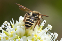 Andrena astragali