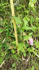 Campanula punctata hondoensis
