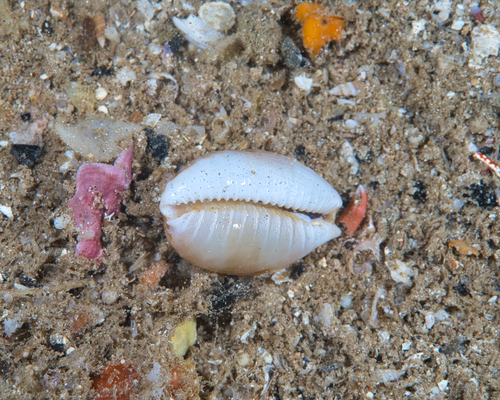 Cypraea semiplota observed 2022-06-05