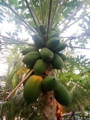 Carica papaya
