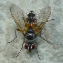 Cholomyia inaequipes