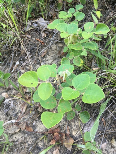 Image of Desmodium viridiflorum by (c) harrier, some rights reserved (CC BY)