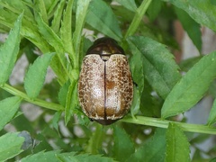 Callistethus cupricollis