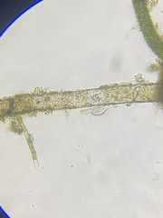 Chaetonotida