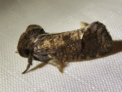 Acrolophus texanella