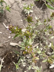 Dracocephalum parviflorum