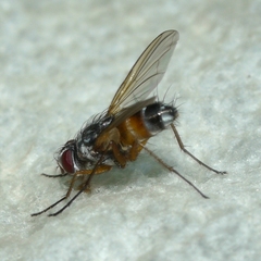 Cholomyia inaequipes