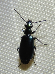 Lebia viridis