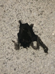 Pipistrellus abramus