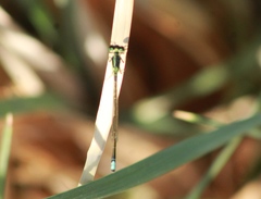Ischnura denticollis