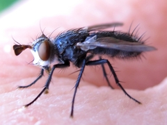 Copecrypta ruficauda