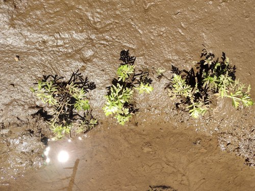 Ceratopteris gaudichaudii