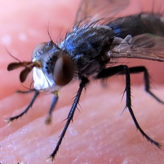 Copecrypta ruficauda