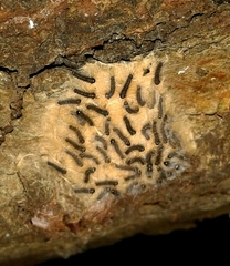 Lymantria dispar dispar