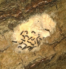 Lymantria dispar dispar