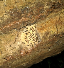 Lymantria dispar dispar