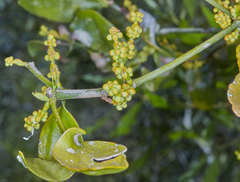 Phoradendron nervosum