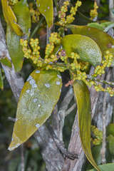 Phoradendron nervosum