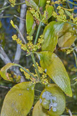 Phoradendron nervosum