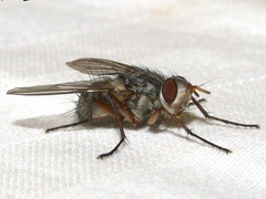 Cryptomeigenia