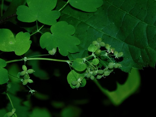Leathery Meadow-rue (Thalictrum coriaceum)