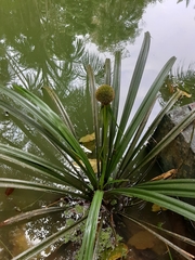 Thurnia sphaerocephala