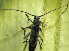 Elaphidion mucronatum