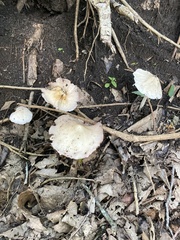 Fungi
