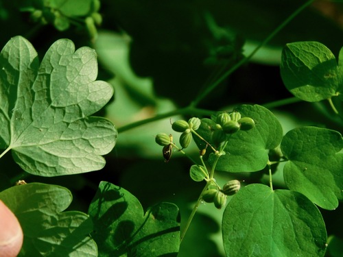 Image of Thalictrum coriaceum by (c) Michael J. Papay, some rights reserved (CC BY)