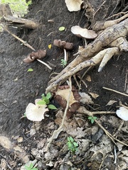 Fungi