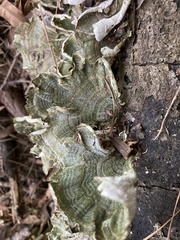 Trametes pavonia