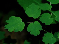 Thalictrum coriaceum