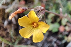 Oxalis spiralis