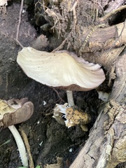 Fungi