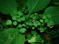 Thalictrum coriaceum