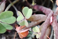 Oxalis spiralis