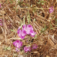 Clarkia williamsonii