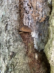 Fungi