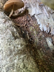 Fungi