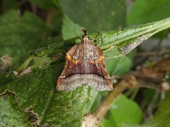 Clydonopteron sacculana