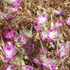 Clarkia williamsonii